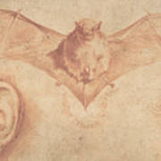Studies Of Two Ears And Of A Bat Poster