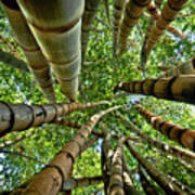 Stunning Bamboo Forest - Color Poster