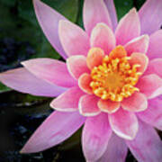 Stunning Water Lily Poster