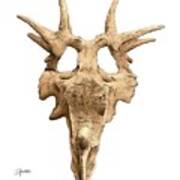 Styracosaur Skull Poster