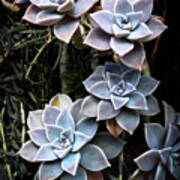 Succulents Graptopetalum Paraguayense Poster