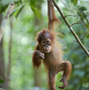 Sumatran Orangutan Pongo Abelii One Poster