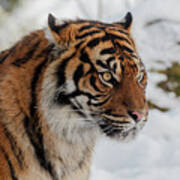 Sumatran Tiger In The Snow Poster