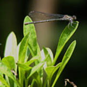 Summer Damselfly Poster