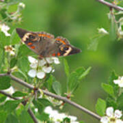 Summer Haw In Spring Poster