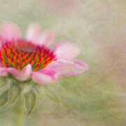 Summer Pink Echinacea Poster