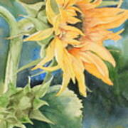 Summer Sunflower Poster