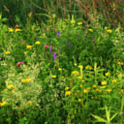 Summer Wildflowers Poster