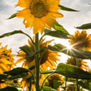 Sun And Sunflowers Poster