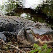 Florida Gator Poster