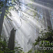 Sun Beams In Redwood Forest Poster