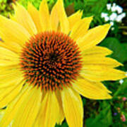 Sun Soaked Echinacea Poster