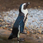 Sunbathing Penguin Poster