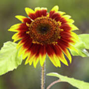 Sunflower 2 Poster