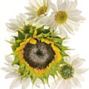 Sunflower And Daisies Poster