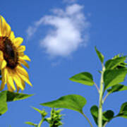 Sunflower And Friend Poster