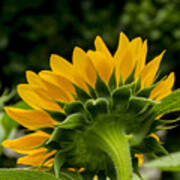 Sunflower Back Poster