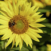 Sunflower Bumble Poster
