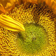 Sunflower Closeup Poster
