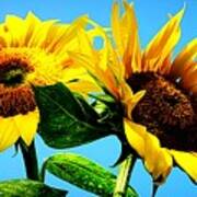 Sunflower Duo Poster