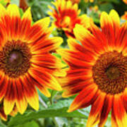 Sunflower Garden Poster