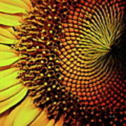 Sunflower Head Poster