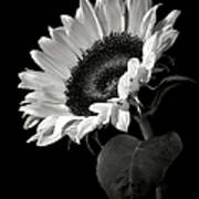 Sunflower In Black And White Poster
