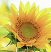 Sunflower In Golden Glow Poster