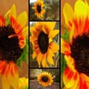 Sunflower Montage Poster
