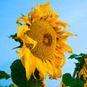Sunflower Morning #2 Poster