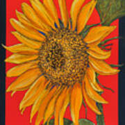 Da153 Sunflower On Red By Daniel Adams Poster