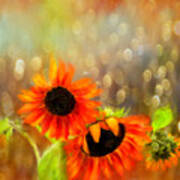 Sunflower Rain Poster