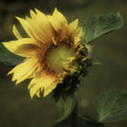 Sunflower Romantica Poster