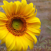 Sunflower Serenade Poster