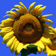 Sunflower Series 09 Poster