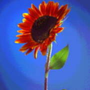 Sunflower Solitaire Poster