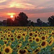 Sunflower Sunset Ii Poster