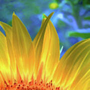 Sunflower Sunshine Poster