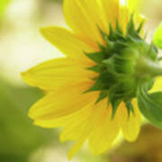Sunflower Sweet Poster