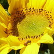 Sunflower With Honeybee Poster