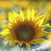 Sunflower With Lens Flare Poster