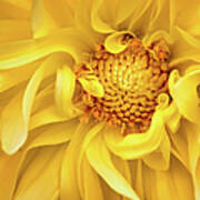 Sunflower Yellow Poster