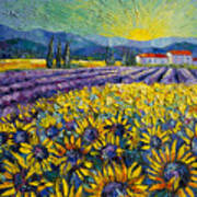 Sunflowers And Lavender Field - The Colors Of Provence Modern Impressionist Palette Knife Painting Poster