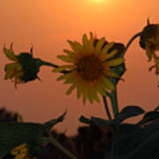 Sunflowers At Sunset Poster