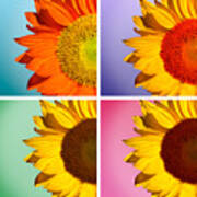 Sunflowers Collage Poster