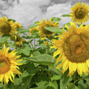 Sunflowers I Poster