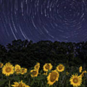 Sunflowers Under The Night Sky Poster