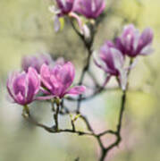 Sunny Impression With Pink Magnolias Poster