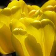 Sunny Yellow Tulips Poster