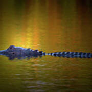 Sunrise Alligator Poster